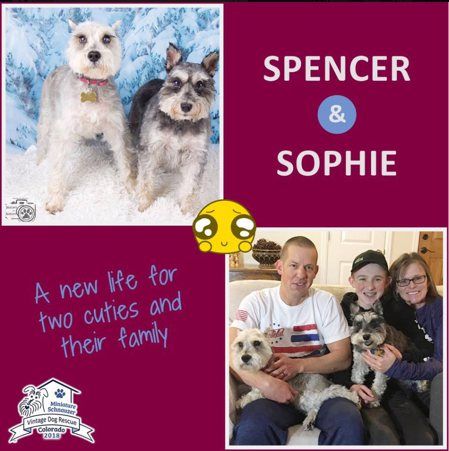 Spencer Sophie Schnauzer Adopted