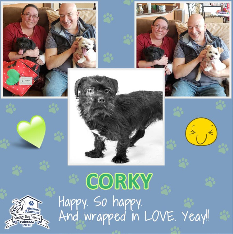 Corky Schnauzer Adopted