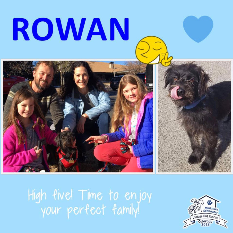 Rowan Schnauzer Adopted