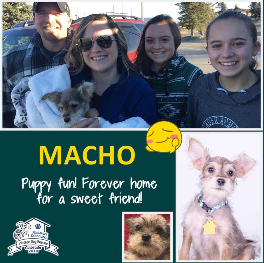 Macho Schnauzer Adopted Chihuahua
