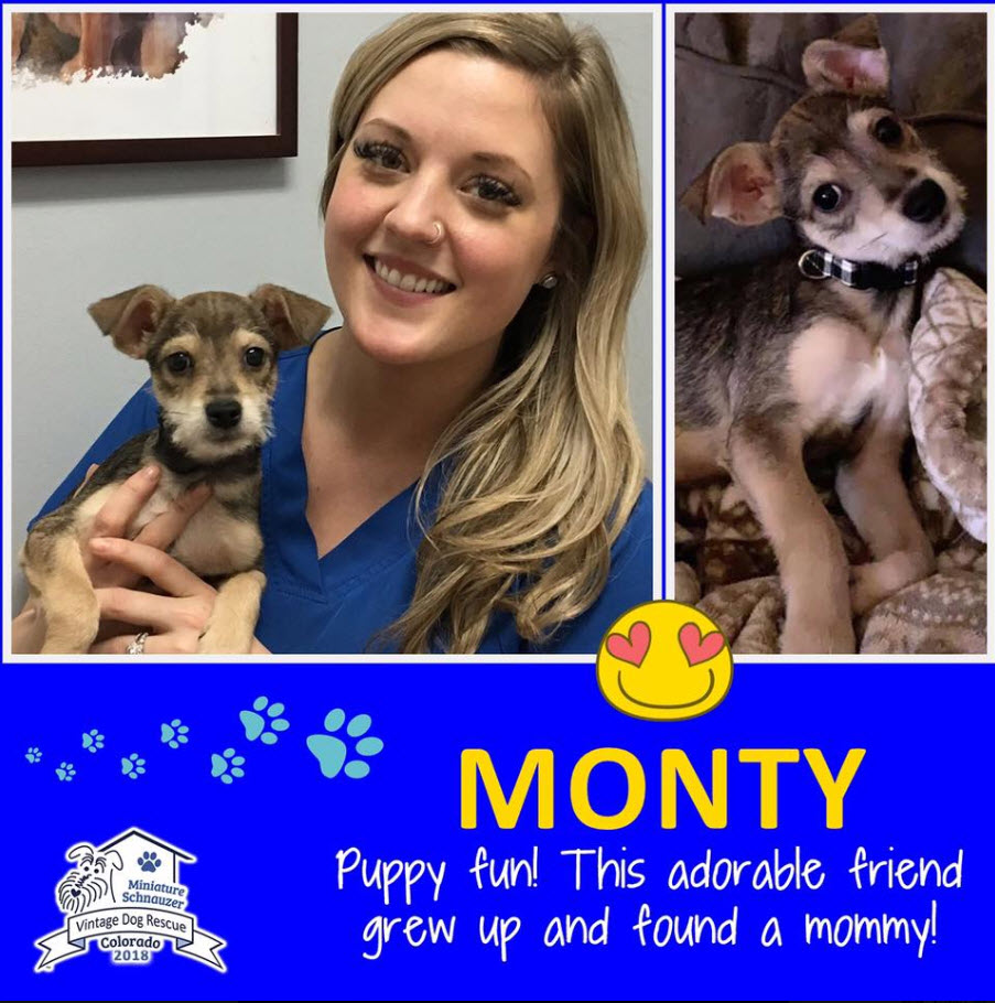 Monty terrier mix Adopted