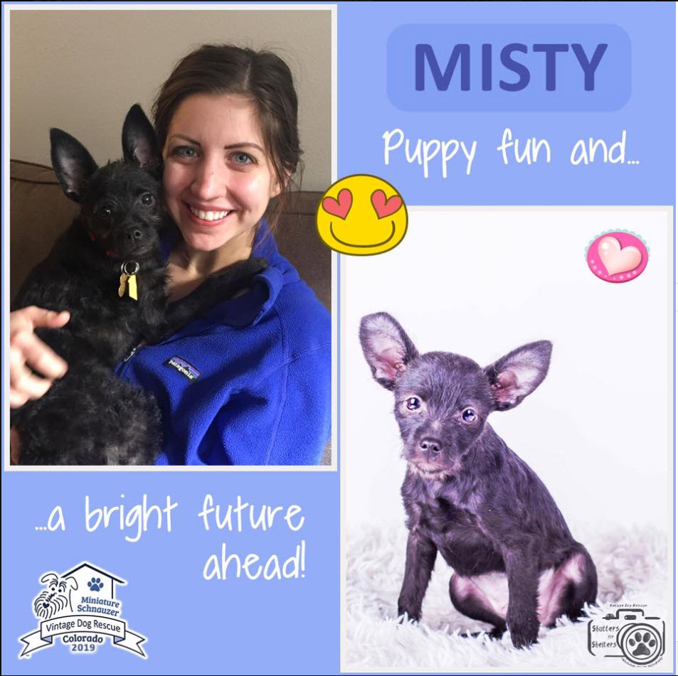 Misty terrier mix Adopted