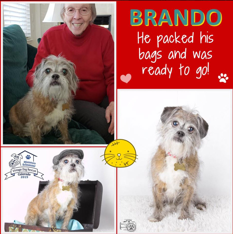 Brando Schnauzer Adopted