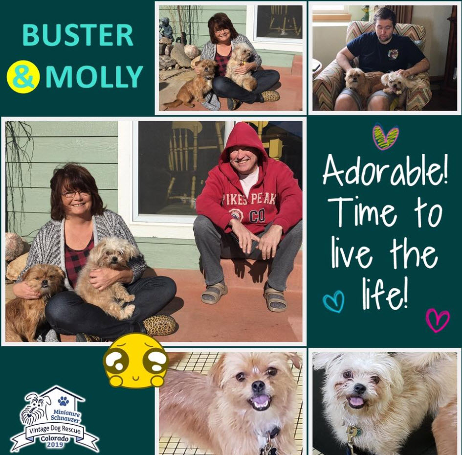 Buster Molly Schnauzer Adopted