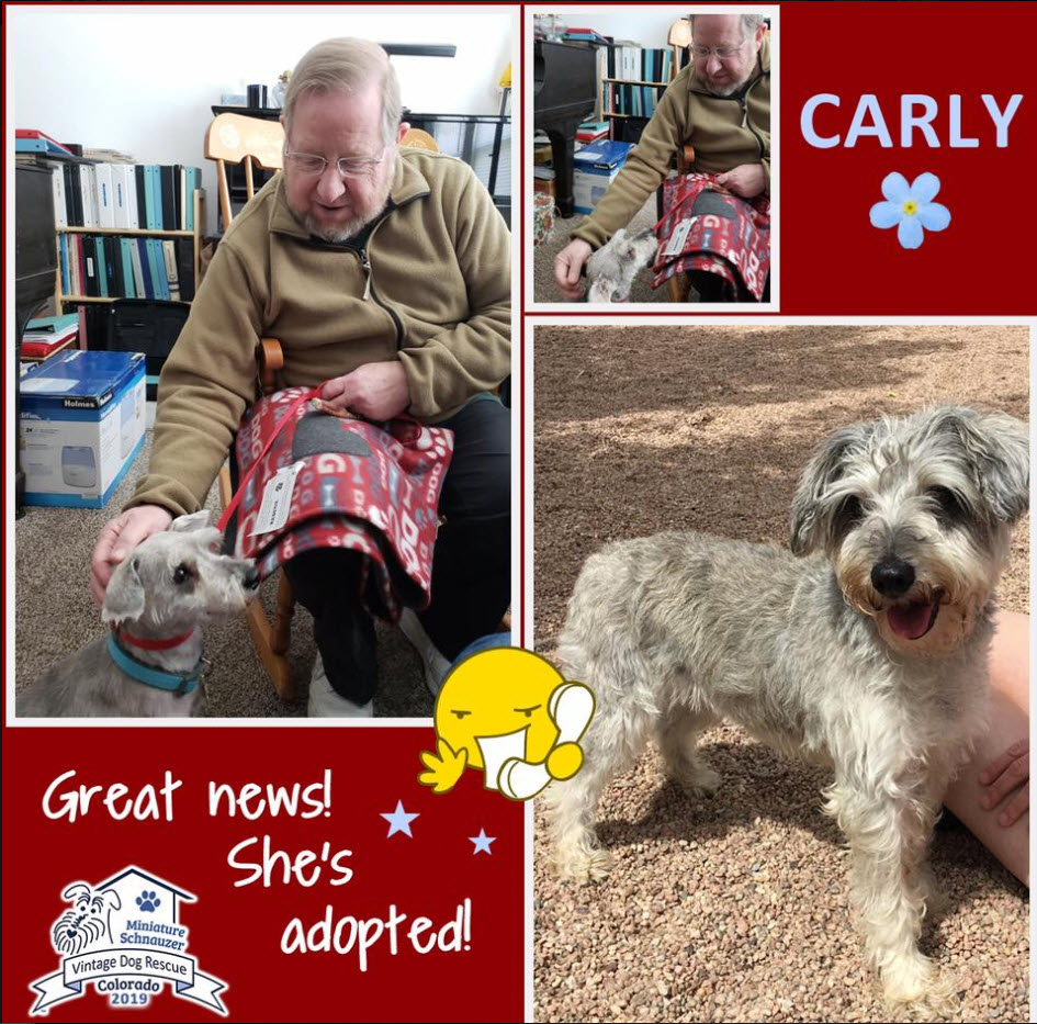 Carly Schnauzer Adopted