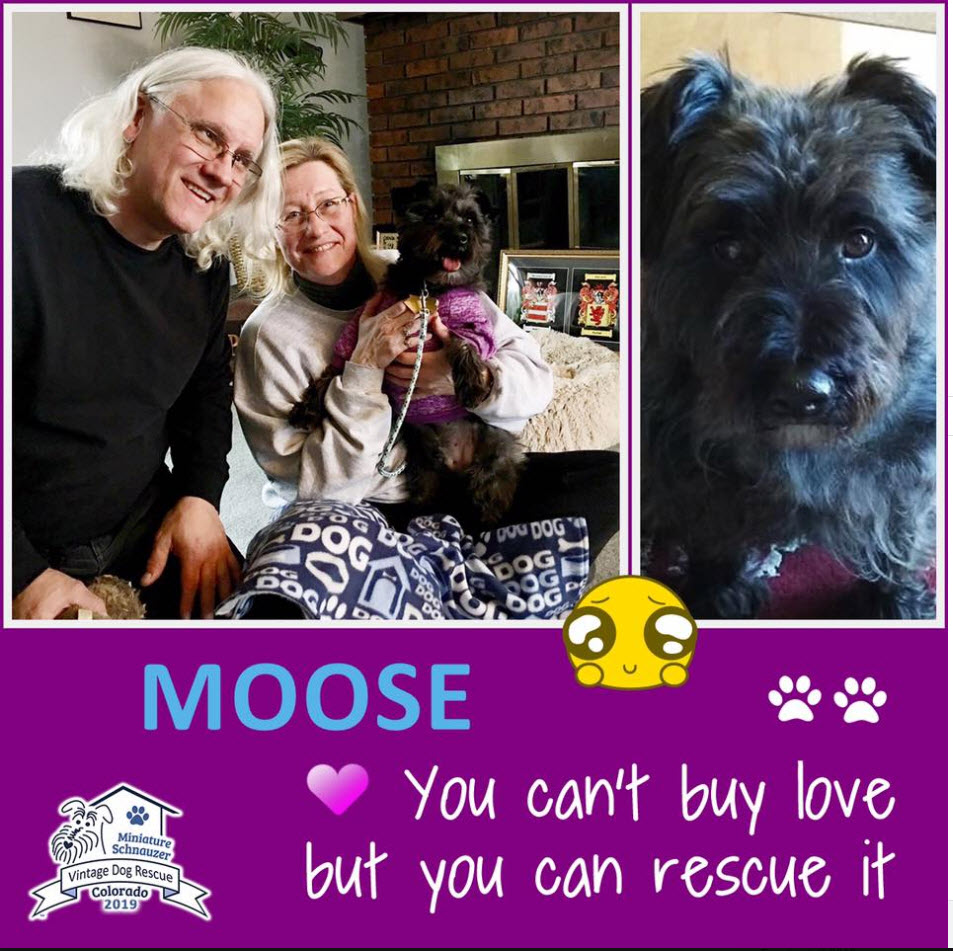 Moose Schnauzer Adopted