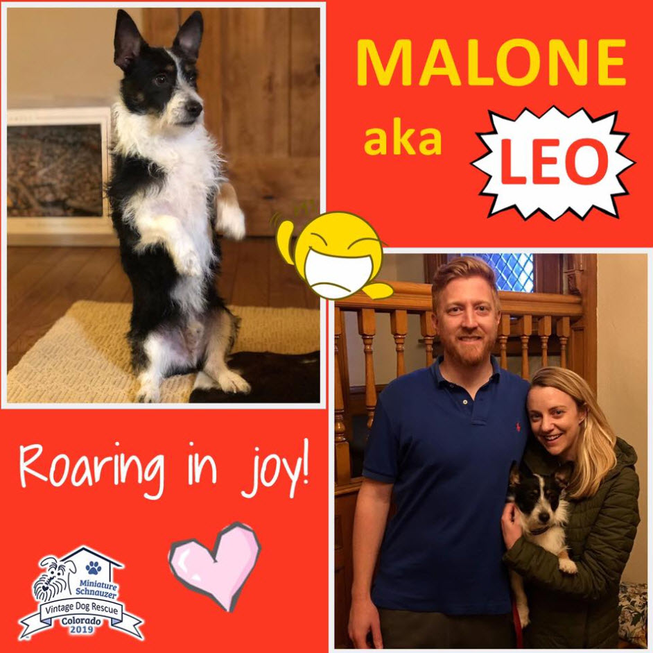 Malone Leo terrier mix Adopted