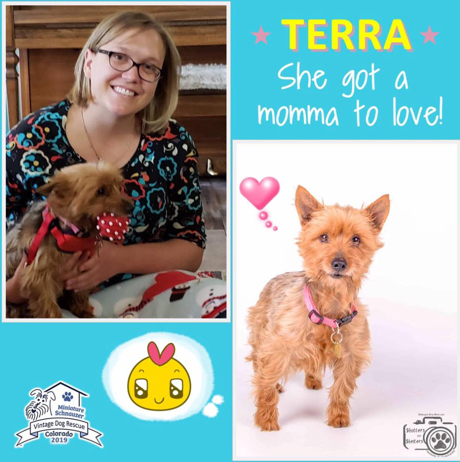 Terra terrier mix Adopted