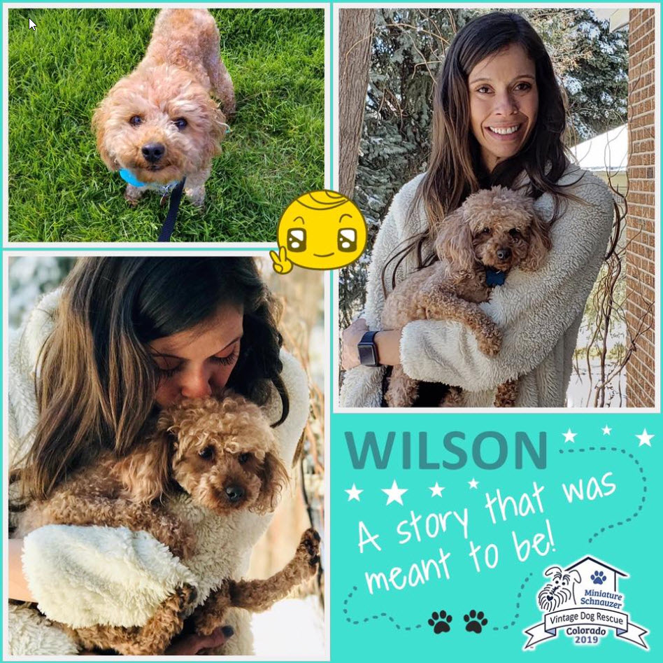 Wilson poodle Adopted