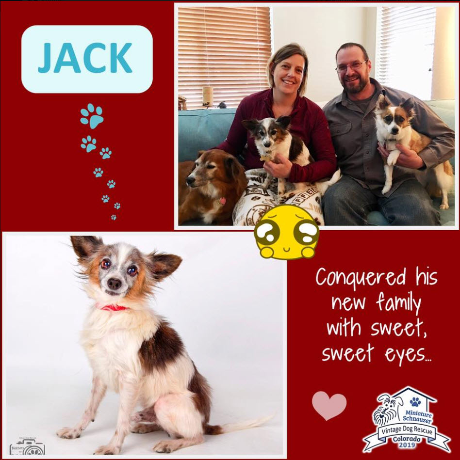 Jack Terrier Mix Adopted