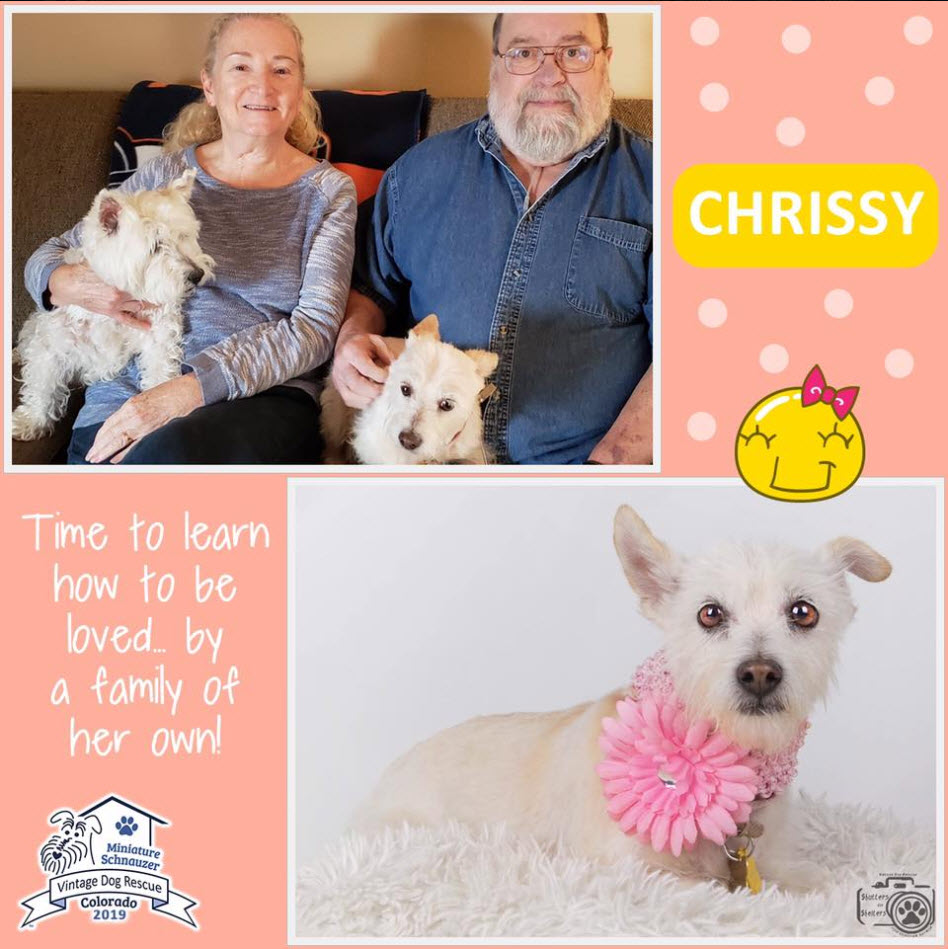 Chrissy Schnauzer Adopted