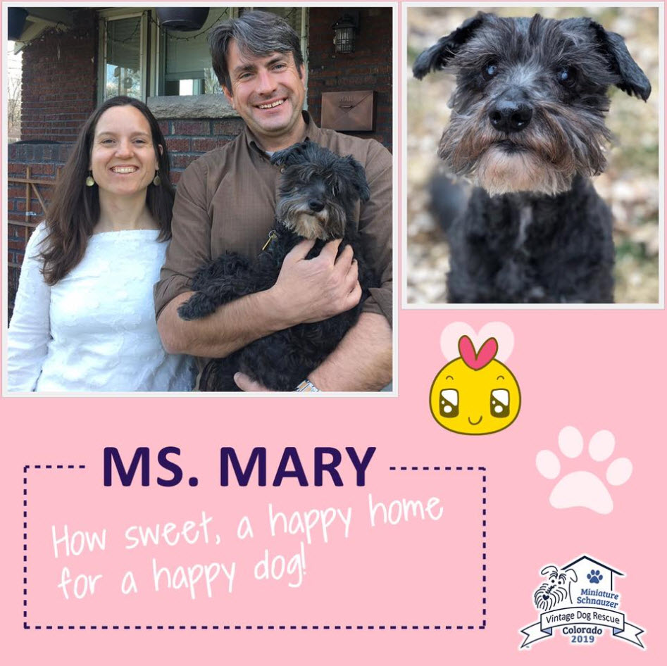 Ms Mary Schnauzer Adopted