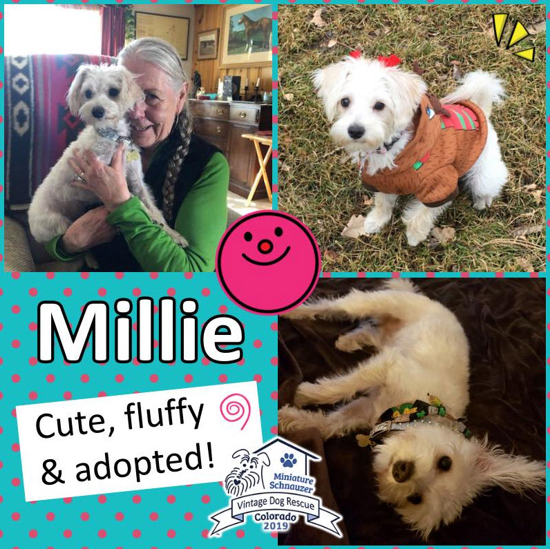 Millie Schnauzer Adopted