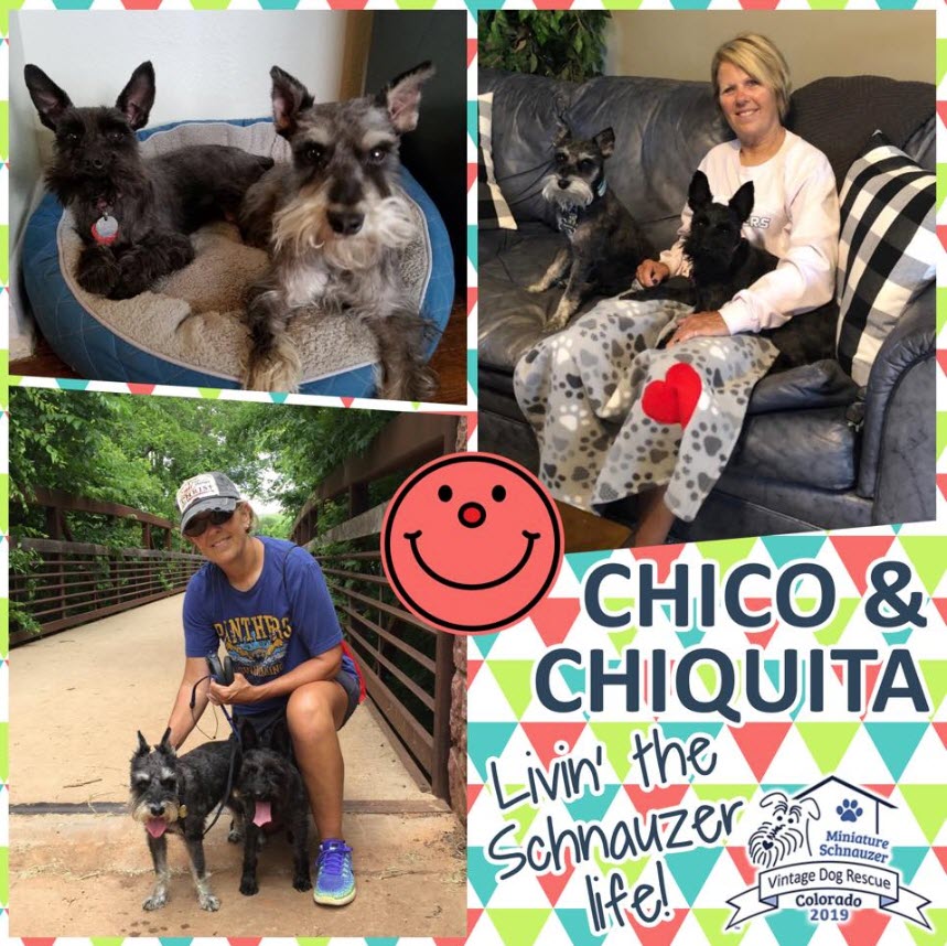 Chico Chiquita Schnauzer Adopted