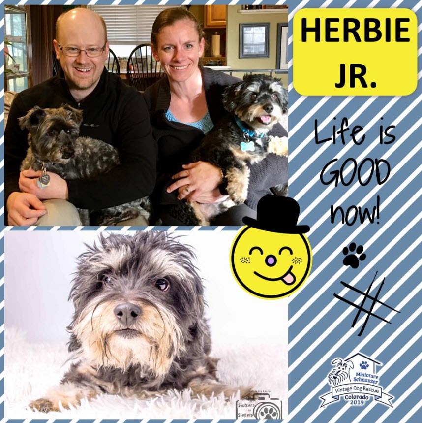 Herbie Jr Schnauzer Adopted