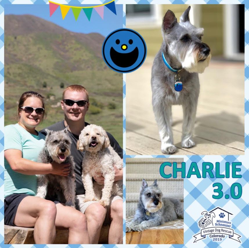 Charlie 3.0 Schnauzer Adopted