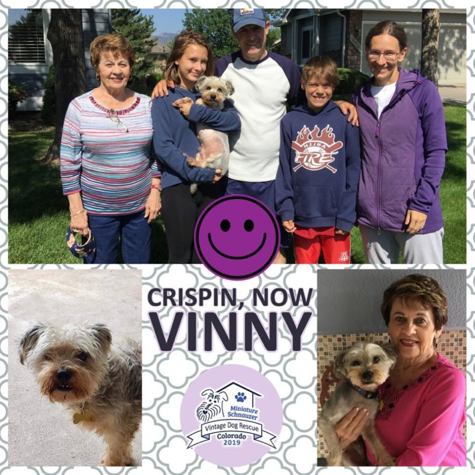Crispin Vinny Schnauzer Adopted