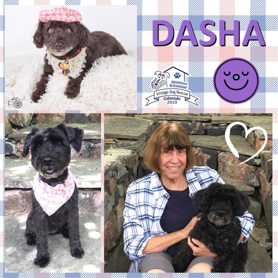 Dasha Schnauzer Adopted