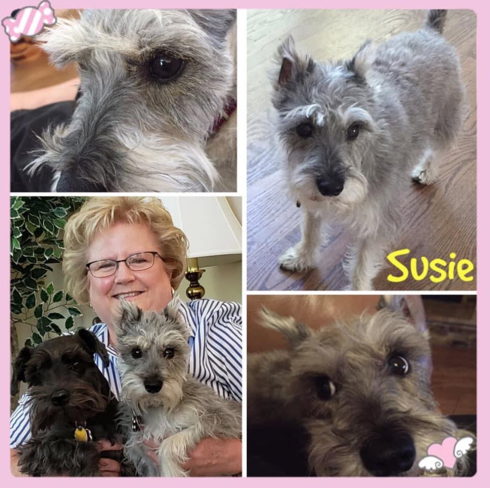 Susie Schnauzer Adopted