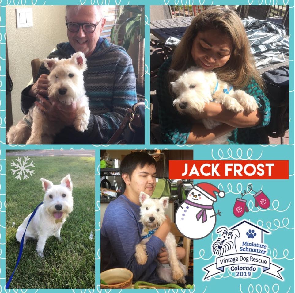 Jack Frost Schnauzer Adopted