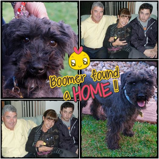 Boomer (Schnauzer) Adopted