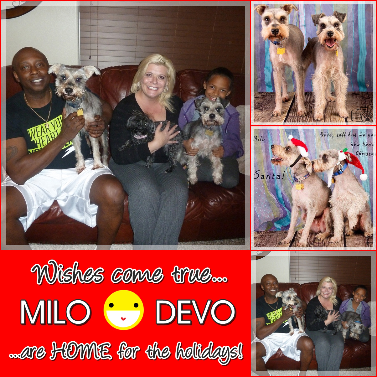 Milo and Devo Adopted