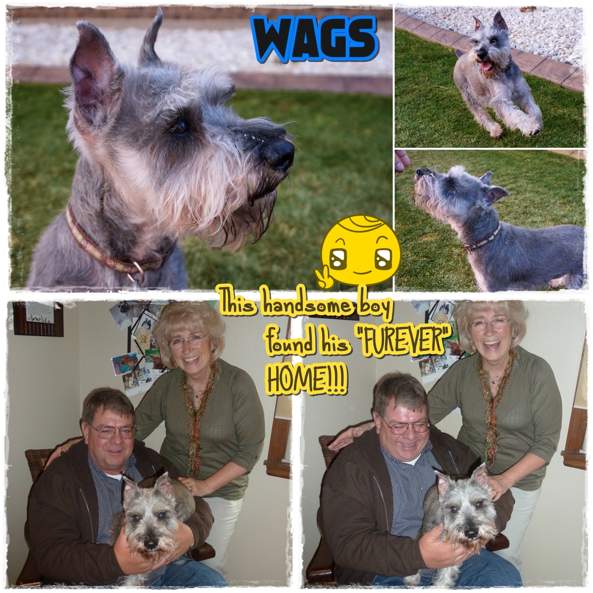 Wags Adopted
