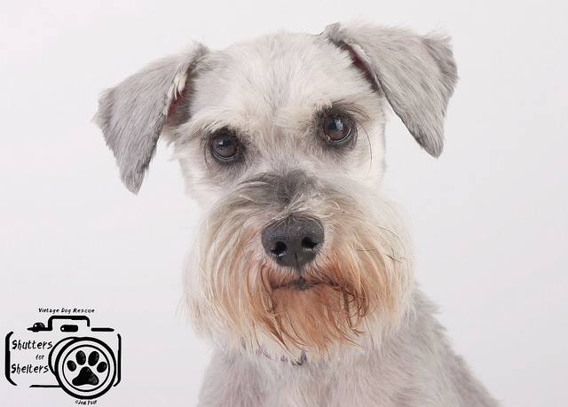 Adopt Scooby (Schnauzer)