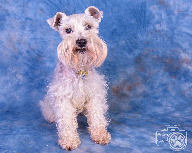 Adopt Mattie (White Schnauzer)