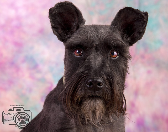 Spencer (Schnauzer for Adoption)