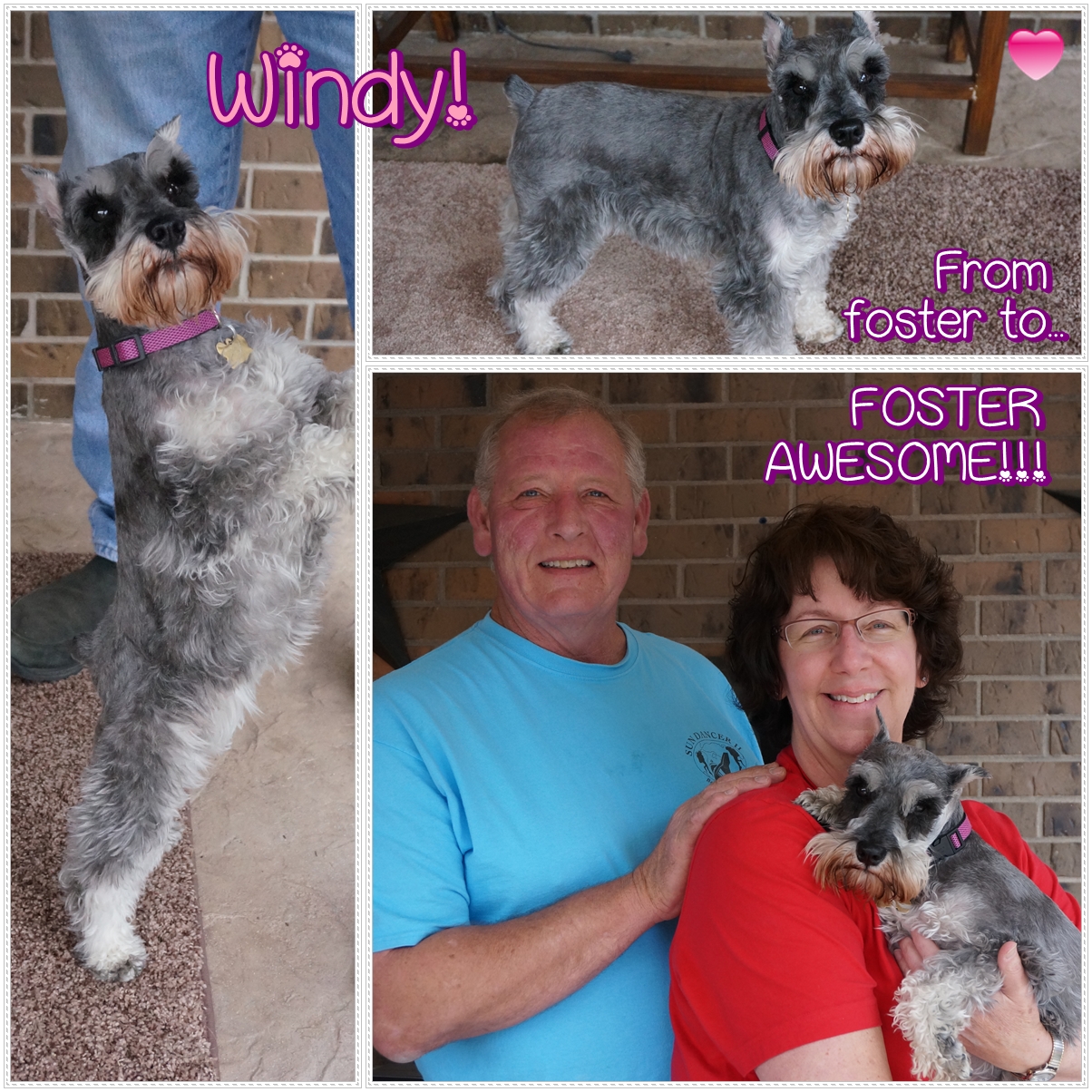 Windy (Schnauzer Adopted)