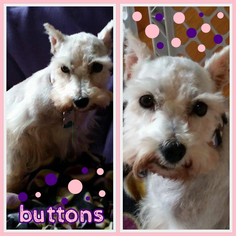 Buttons (Mini Schnauzer) for adoption