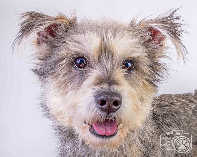 Dunkirk (Schnauzer Mix for Adoption)