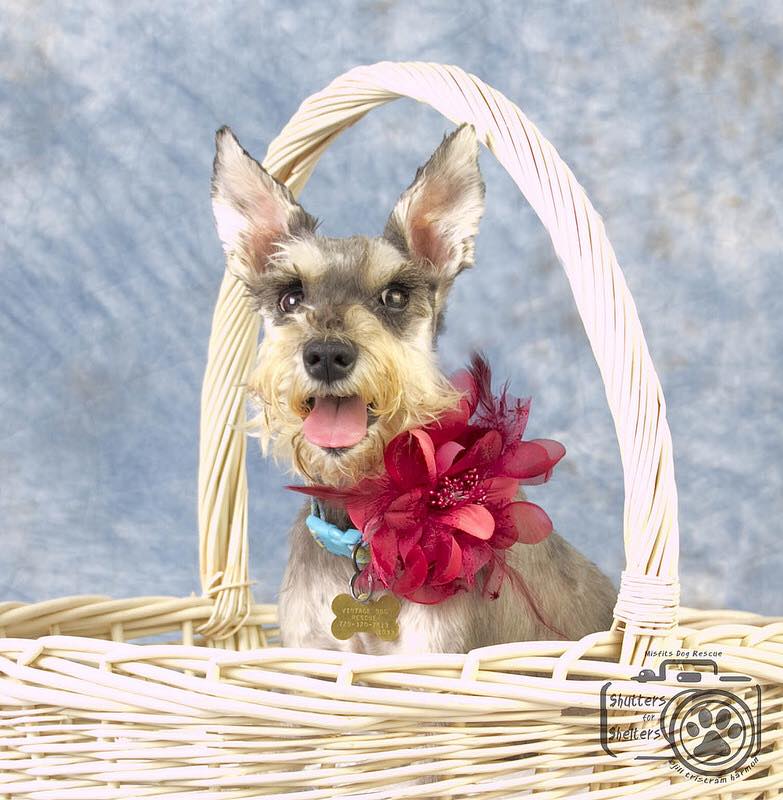 Maizie (Schnauzer for Adoption)