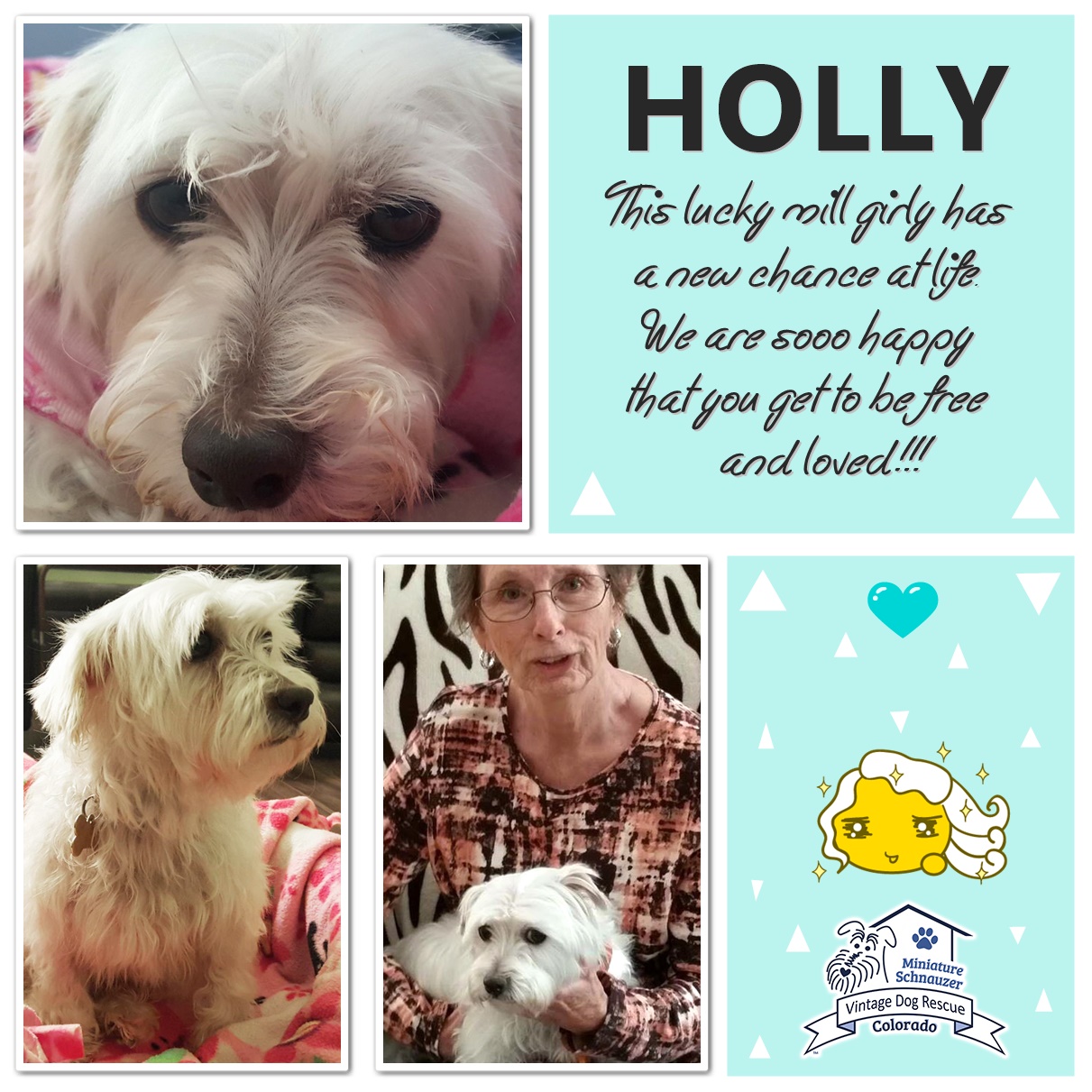 Holly (Maltese / Schnauzer) adopted