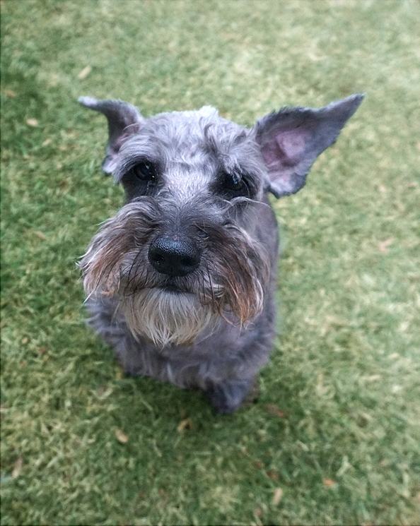 Jack (Schnoodle for adoption)