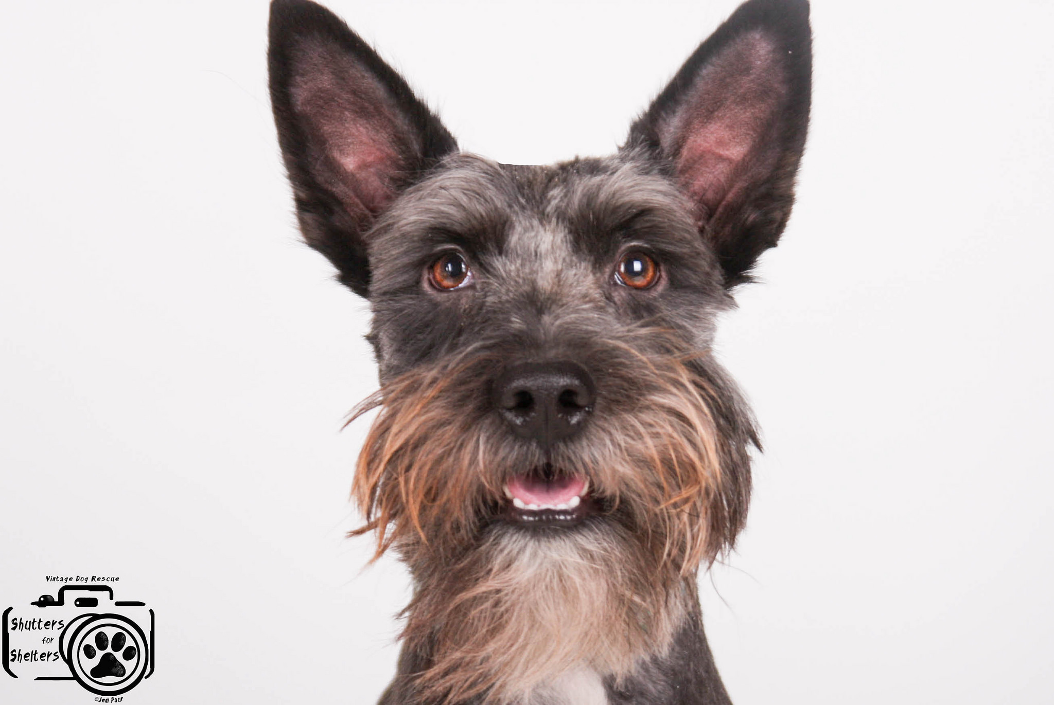 Scruffy / Watson (Mini Schnauzer mix for adoption)