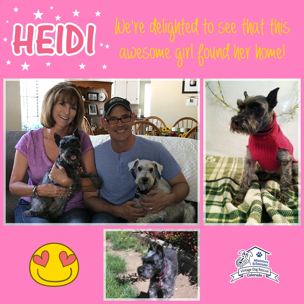 Heidi (Mini Schnauzer) adopted