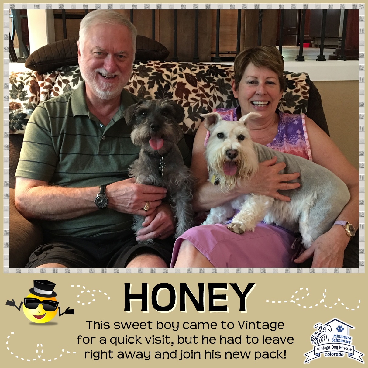 Honey (Mini Schnauzer) adopted