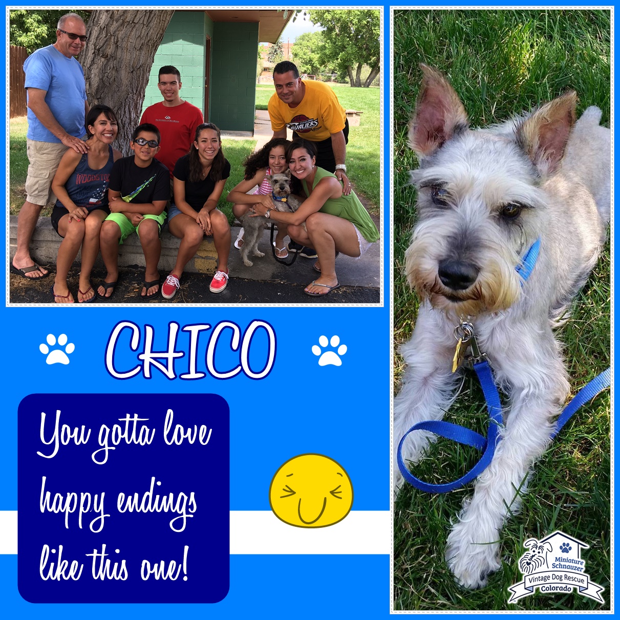 Chico (Mini Schnauzer) adopted