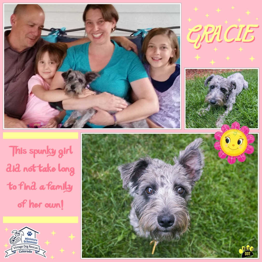 Gracie (Mini Schnauzer) adopted