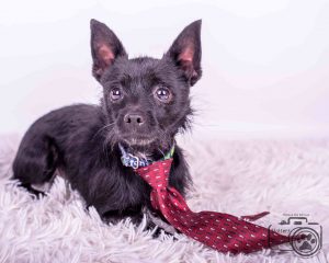 Fifty Cent (Terrier / Chihuahua mix for adoption)