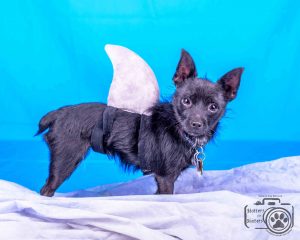 Fifty Cent (Terrier / Chihuahua mix for adoption)