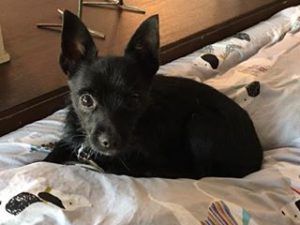 Fifty Cent (Terrier / Chihuahua mix for adoption)