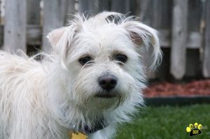 Greta (Maltese / Mini Schnauzer for adoption)