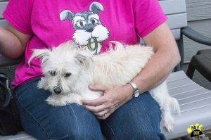 Greta (Maltese / Mini Schnauzer for adoption)