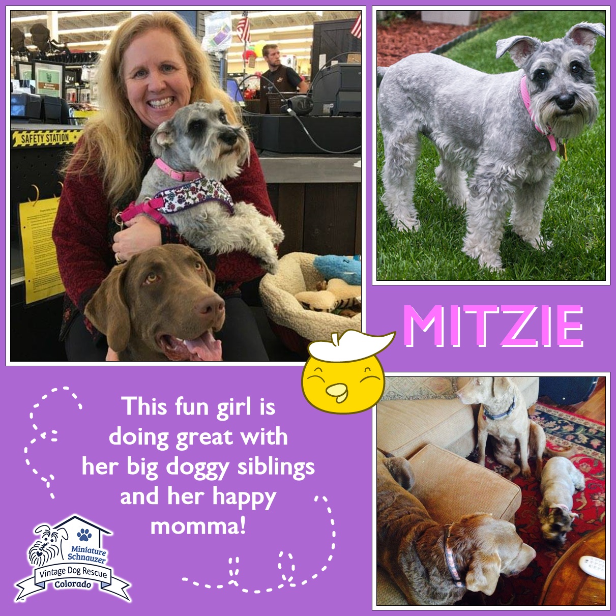 Mitzie (Mini Schnauzer) adopted