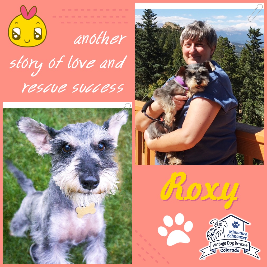 Roxy (Mini Schnauzer) adopted