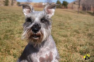 Yuri (Mini Schnauzer for adoption)