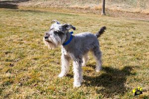 Yuri (Mini Schnauzer for adoption)